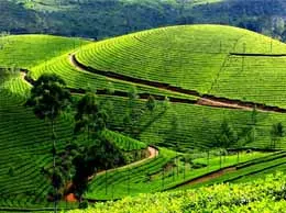 Munnar Yellow Pages